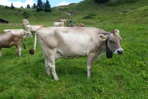 Keine Unbekannte.Blooming Bombay